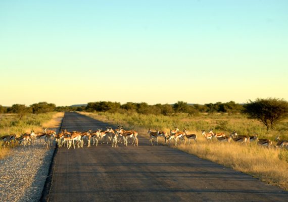etosha 29 570x400